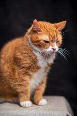 Fototapeta na wymiar Red purebred beautiful cat at home.