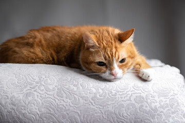 Fototapeta premium Red purebred beautiful cat at home.