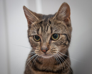 A beautiful cat looking straight at the camera wondering what on earth you are doing!