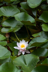Beautiful Pink Flower of Water Lily in the Pond