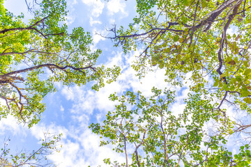 Tree green leaf branch and blue sky when looking up.