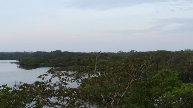 A wild yellow headed parrot of the genus Amazona is sitting in the top of a small tree before flying away