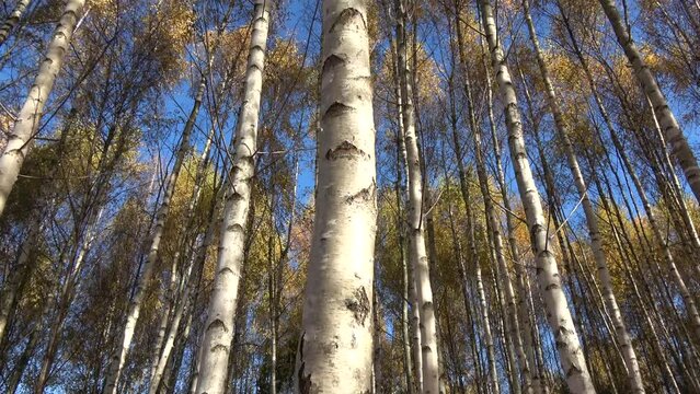 Golden autumn time birch grove in wind