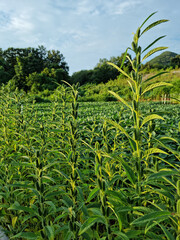 The appearance of Sesame in the field.