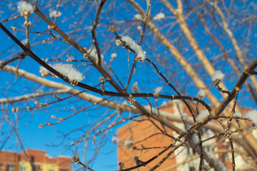 Snow-covered tree branches on the background of city houses