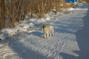 A stray dog on winter background.