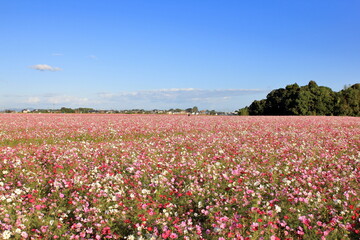 全盛期のコスモス畑