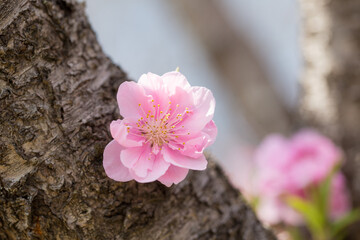 木の幹に咲く梅