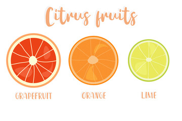 Slices of grapefruit, orange and lime. Vector illustration of citrus fruits.