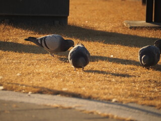 公園を歩く鳩