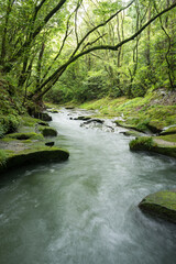 緑の森の下の侵食された岩と川の流れ