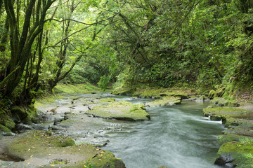 緑豊かな森の下の川の流れ