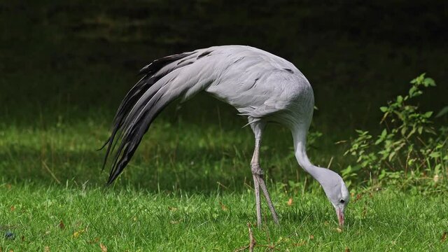 The Blue Crane, Grus paradisea, is an endangered bird specie endemic to Southern Africa. It is the national bird of South Africa