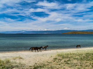 Horses run along the shore of Lake Baikal, Olkhon Island. Russia.