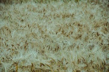 Agricultural fields with cereal crops