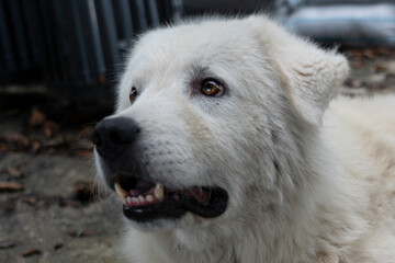 Obraz premium muzzle of a beautiful white big dog
