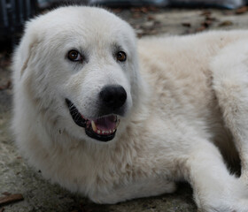 Obraz na płótnie Canvas muzzle of a beautiful white big dog