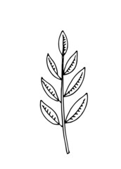 Thin Tree leaf. Hand drawing outline. Sketch isolated on a white background. Vector