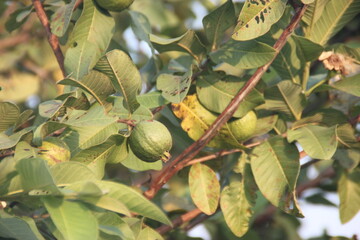 leaves on tree