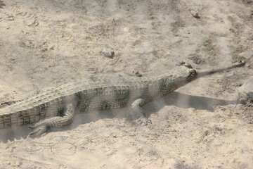 crocodile