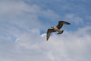 seagull on blue sky background