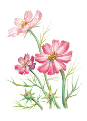 hand painted watercolor illustration of pink cosmos flowers, isolated on white background