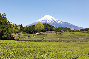 Fuji mountain and tea plnatation at Obuchi Sasaba, Fuji City, Shizuoka, Japn