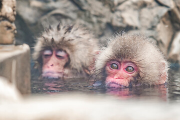 Japanese snow monkey in natural onsen at Jigokudani Snow Monkey Park, Nagano, Japan