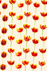 Beautiful spring pattern with Yellow,red tulips.The flowers on a cream background. Postcard. Print for gift