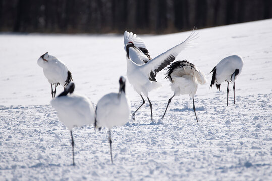 Group of  Japanese Red Crown Cranes in Winter, Kushiro, Japan	