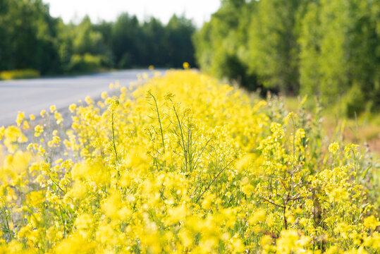 field of yellow dandelions