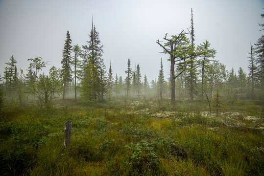 morning in the woods