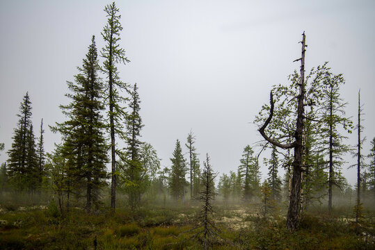 forest in the morning