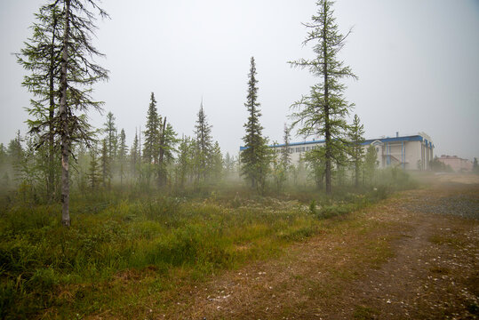 road in the woods