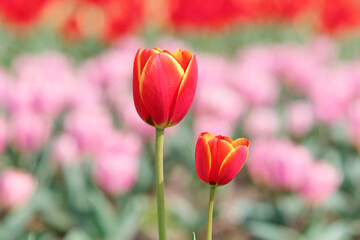 Group of colorful tulip flowers in tulip field at winter or spring day for postcard beauty decoration and agriculture concept design.