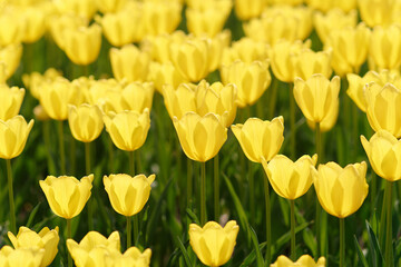 Group of colorful tulip flowers in tulip field at winter or spring day for postcard beauty decoration and agriculture concept design.