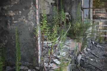 Abandoned building scenery in summer in daytime
