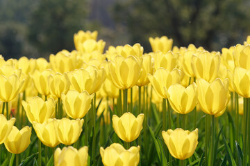 Obraz premium Group of colorful tulip flowers in tulip field at winter or spring day for postcard beauty decoration and agriculture concept design.