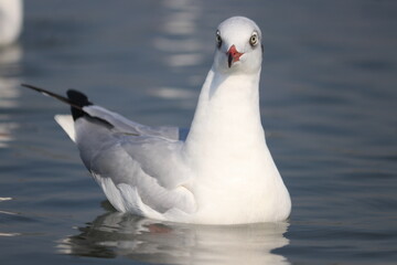 Portrait of Seagull Bird. 