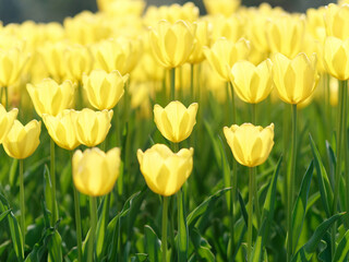 Group of colorful tulip flowers in tulip field at winter or spring day for postcard beauty decoration and agriculture concept design.