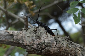 Big black beetle with long whiskers sits on branch