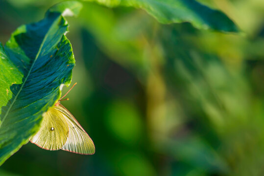 butterfly on leaf