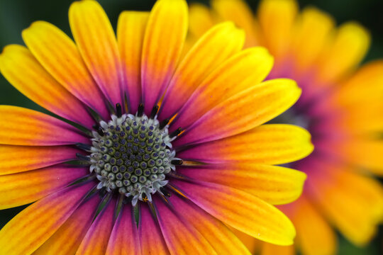 Yellow and orange Cape Marguerite daisy ; frontal view  ; close up ; soft  mirror image