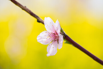 満開の一凛　桃の花