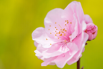 Obraz premium 桃の花クローズアップ