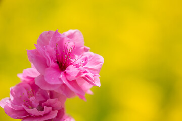 美しいピンクの桃の花