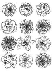 flowers set hand sketch drawing  black and white