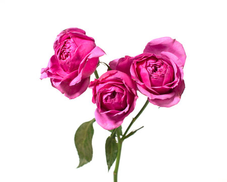 Pink rose flowers isolated on white background.