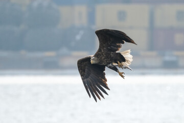 eagle