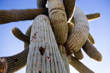 Arizona Saguaro Cactus With Intertwined Arms
